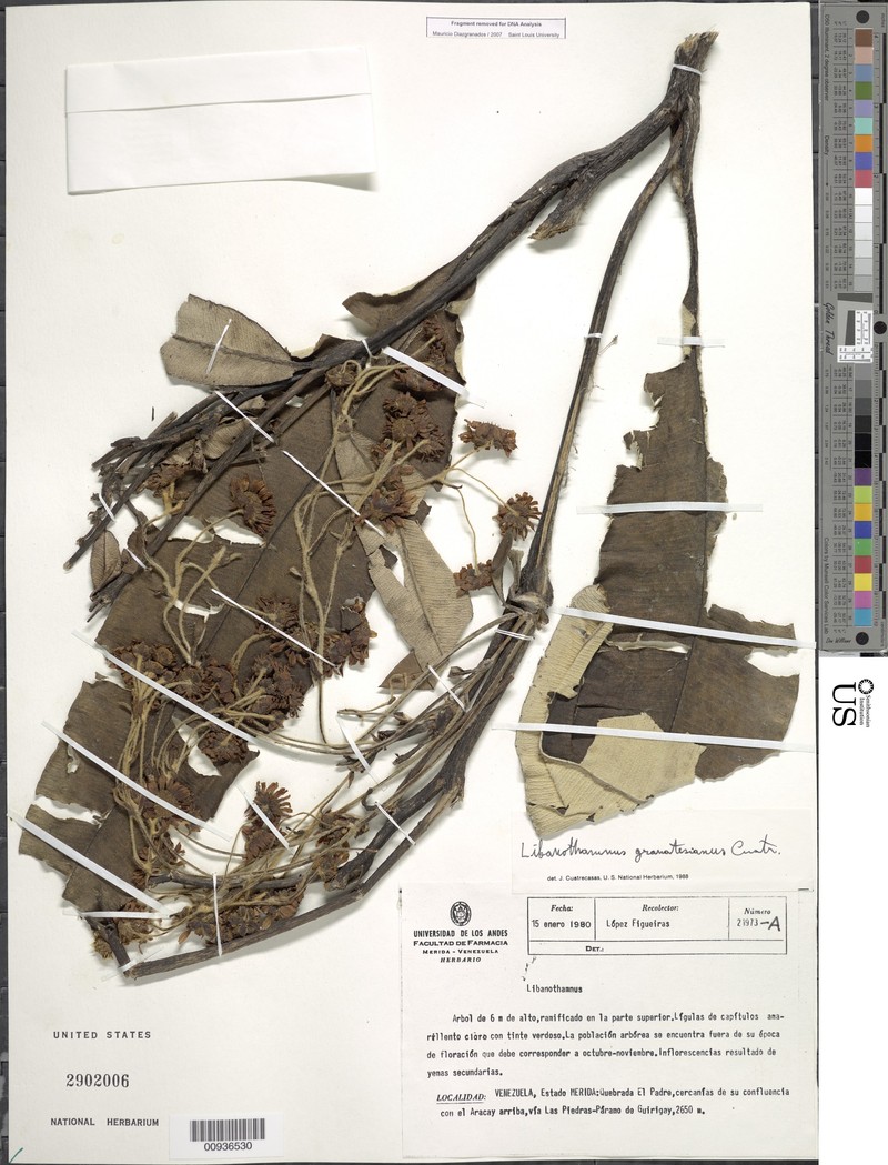 Espeletia banksiifolia subsp. banksiifolia