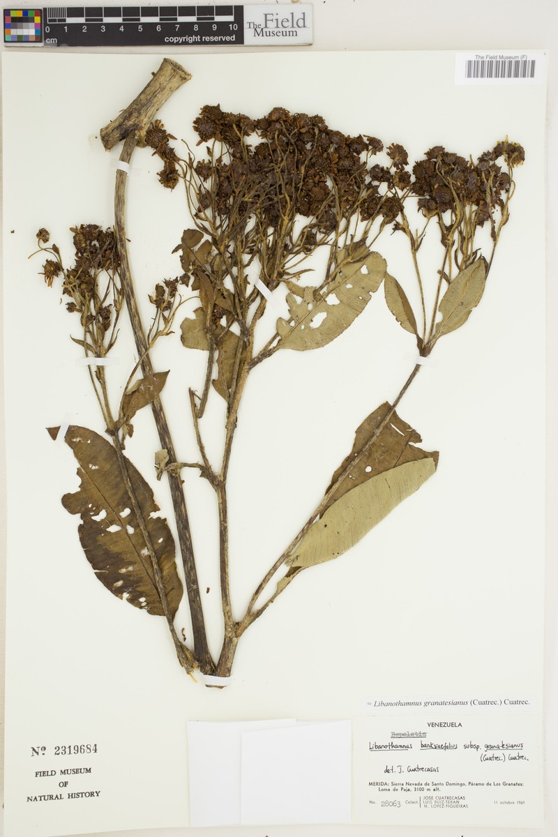 Espeletia banksiifolia subsp. granatesiana