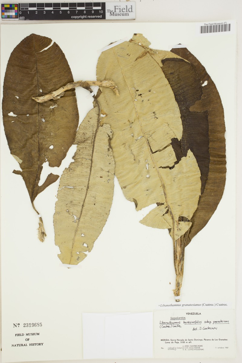 Espeletia banksiifolia subsp. granatesiana photo 2