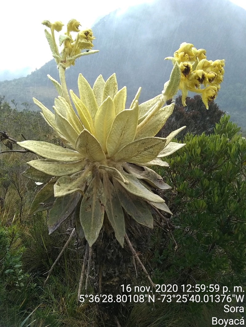 Espeletia barclayana