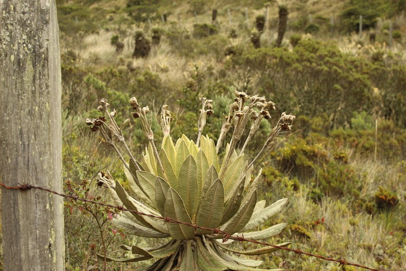 Espeletia barclayana photo 2