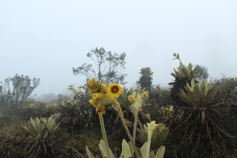 Espeletia barclayana photo 3