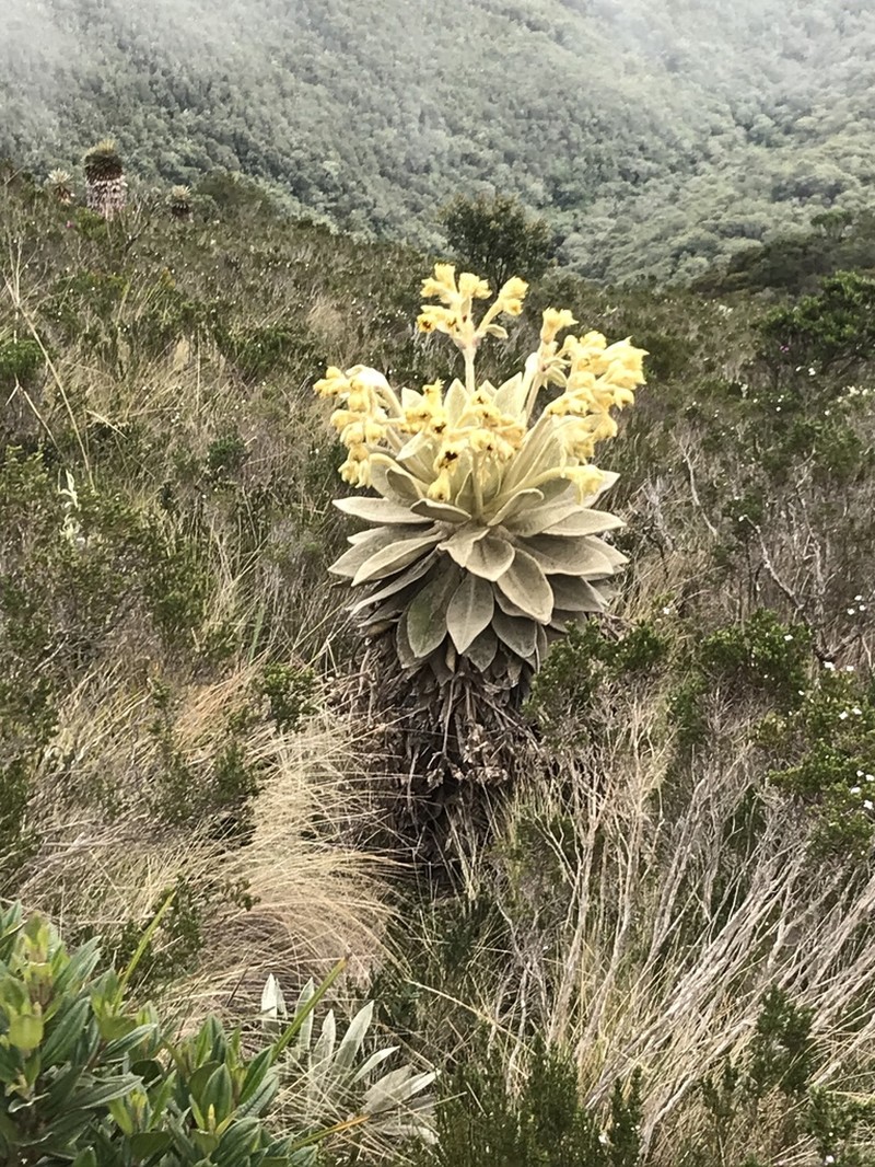 Espeletia barclayana photo 4