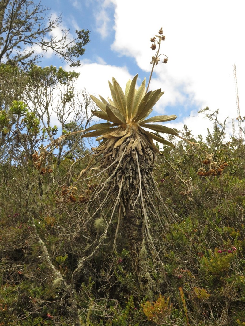 Espeletia barclayana photo 5