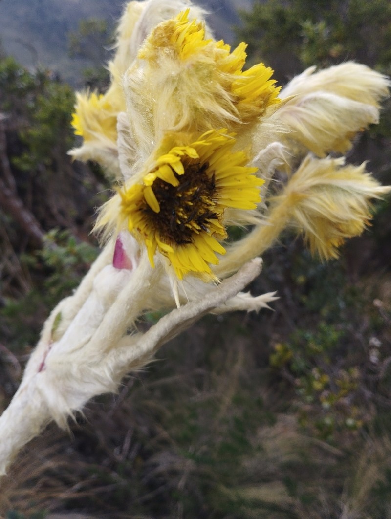 Espeletia barclayana photo 6