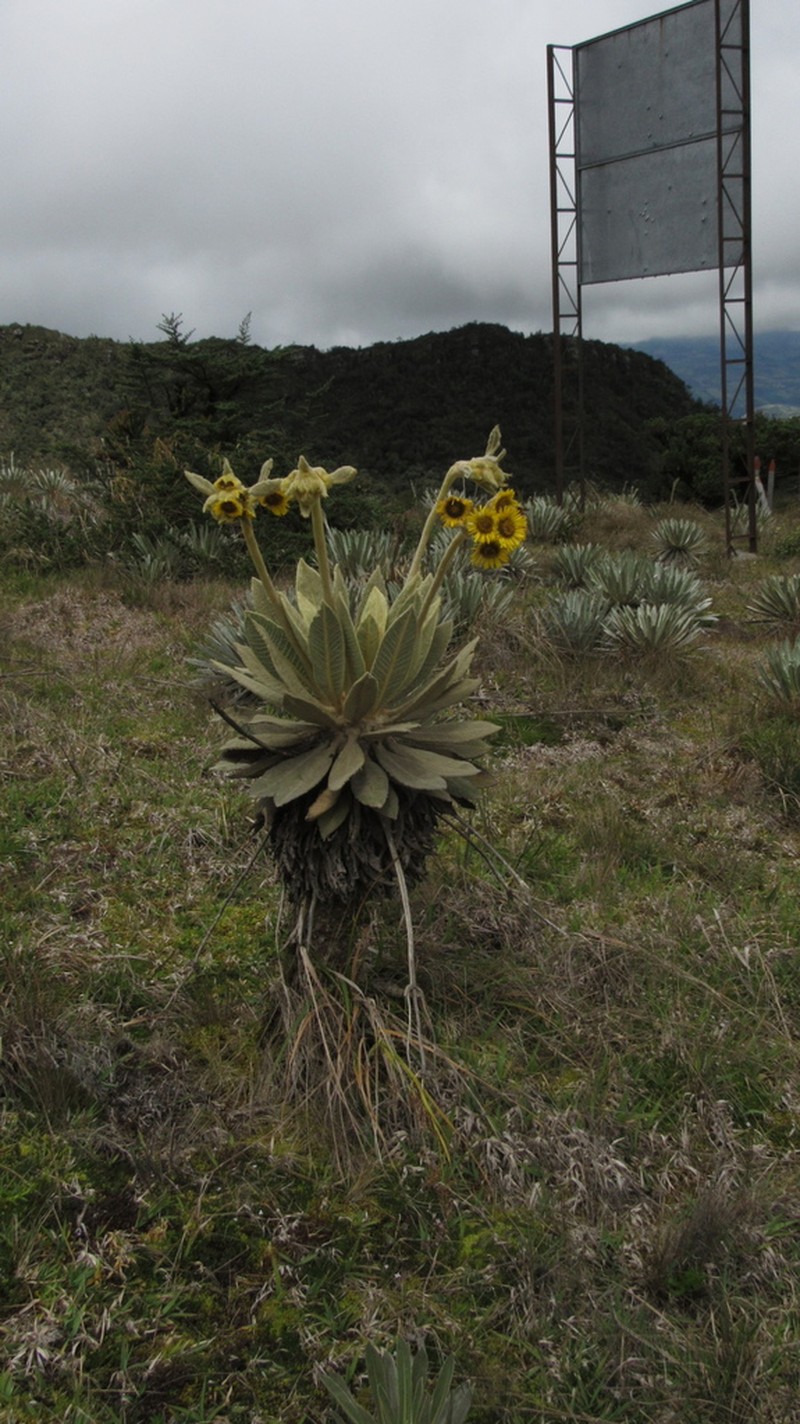Espeletia barclayana photo 7