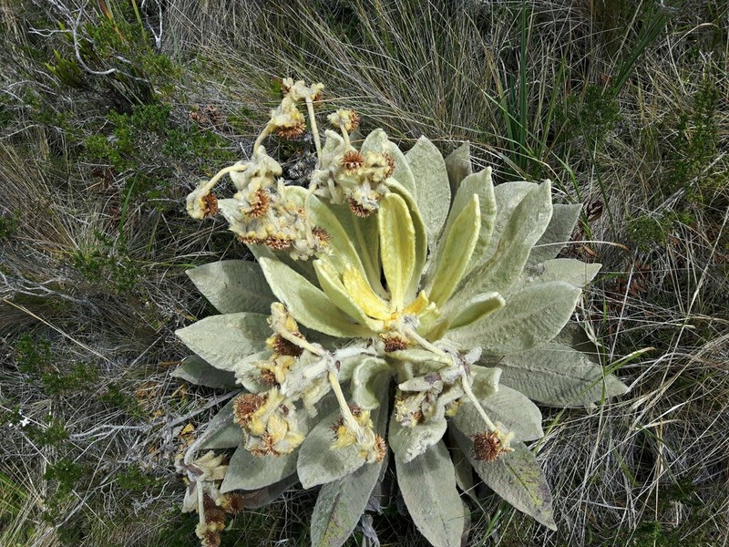 Espeletia barclayana photo 8