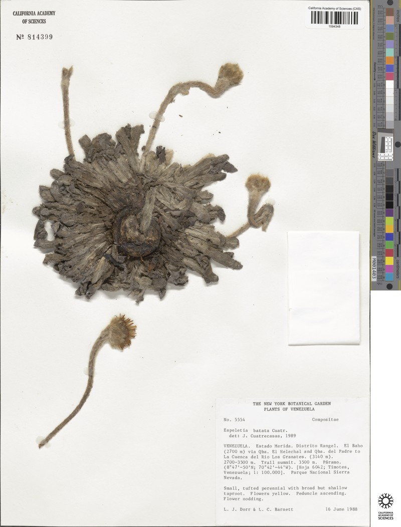 Espeletia batata photo 2