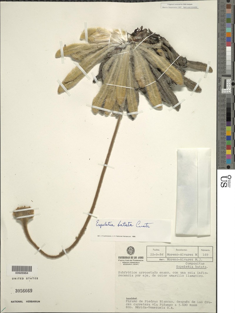 Espeletia batata photo 4