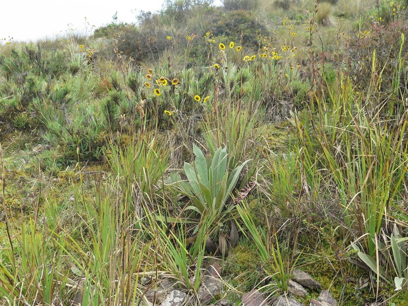 Espeletia betancurii