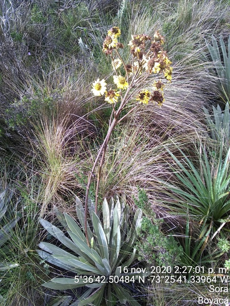 Espeletia boyacensis