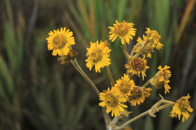 Espeletia boyacensis photo 2