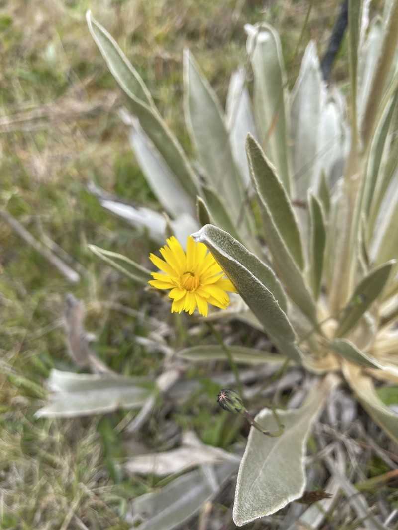 Espeletia boyacensis photo 3