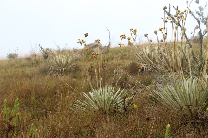 Espeletia boyacensis photo 4