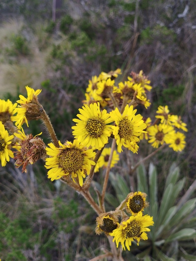 Espeletia boyacensis photo 5