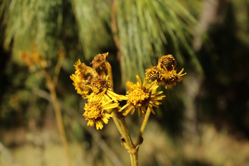 Espeletia boyacensis photo 6