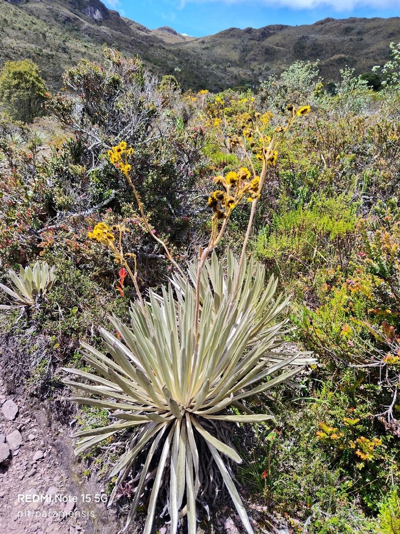 Espeletia boyacensis photo 7