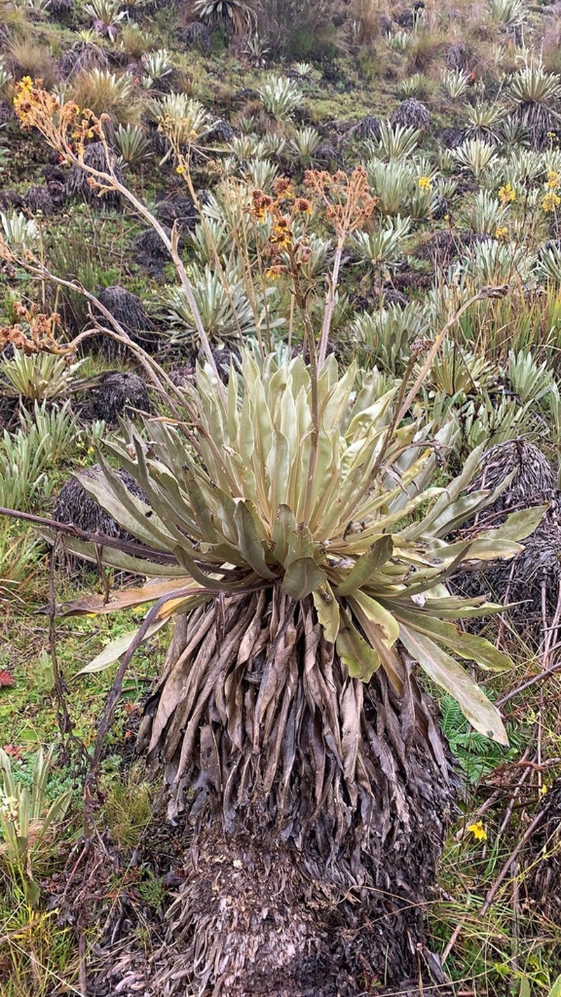 Espeletia boyacensis photo 8