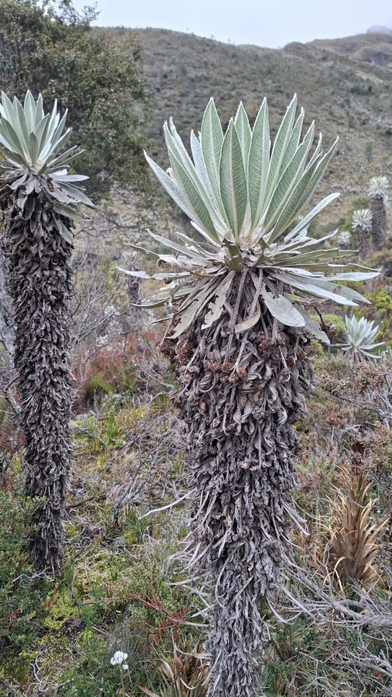 Espeletia brachyaxiantha photo 2