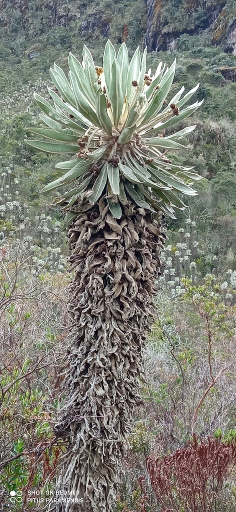 Espeletia brachyaxiantha photo 3