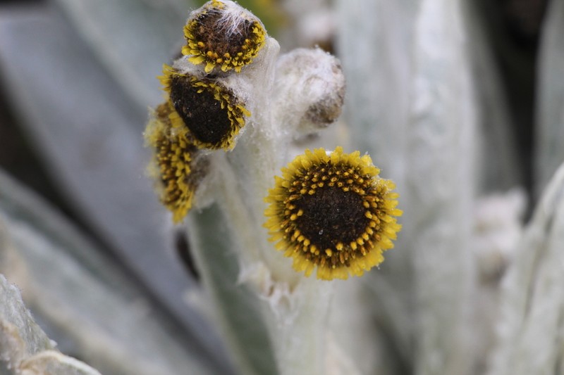 Espeletia brachyaxiantha photo 4