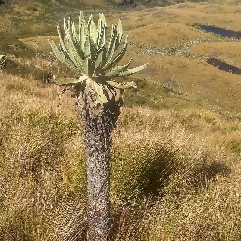 Espeletia brachyaxiantha photo 5