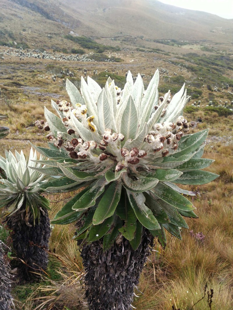 Espeletia brachyaxiantha photo 6
