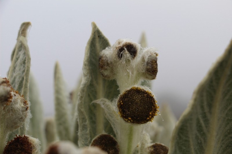Espeletia brachyaxiantha photo 7