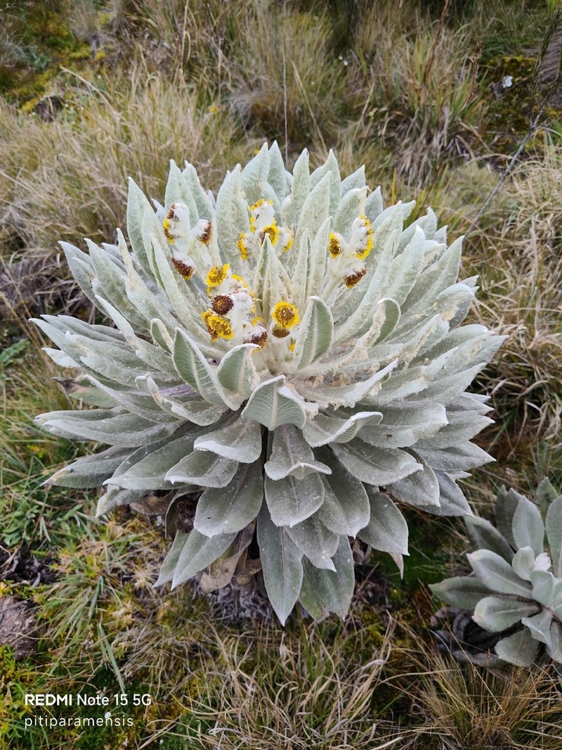 Espeletia brachyaxiantha photo 8