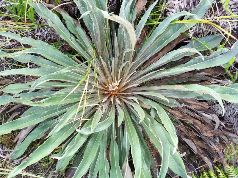 Espeletia bracteosa