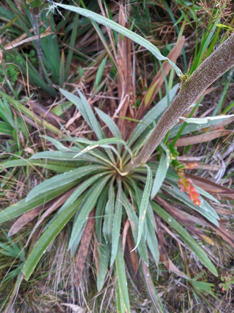 Espeletia bracteosa photo 2