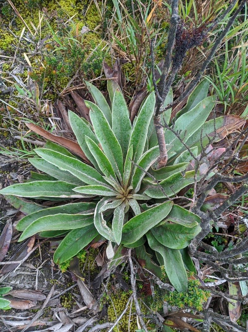 Espeletia bracteosa photo 3