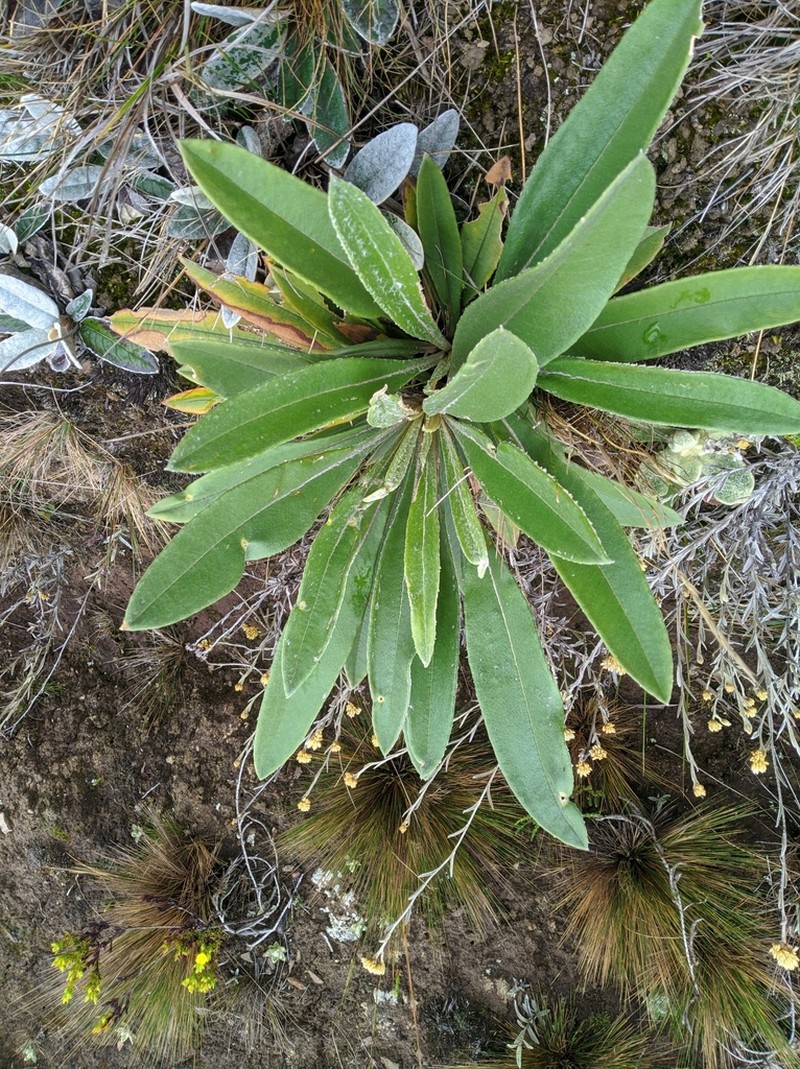 Espeletia bracteosa photo 4