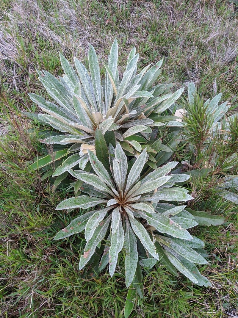 Espeletia bracteosa photo 5