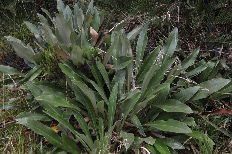 Espeletia bracteosa photo 6