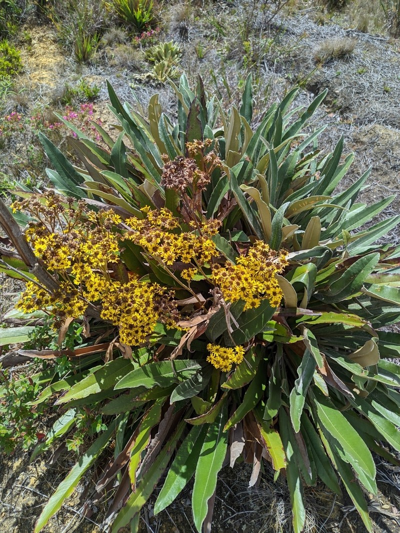 Espeletia bracteosa photo 7