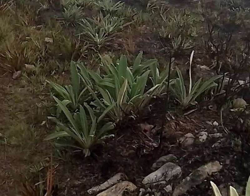 Espeletia bracteosa photo 8