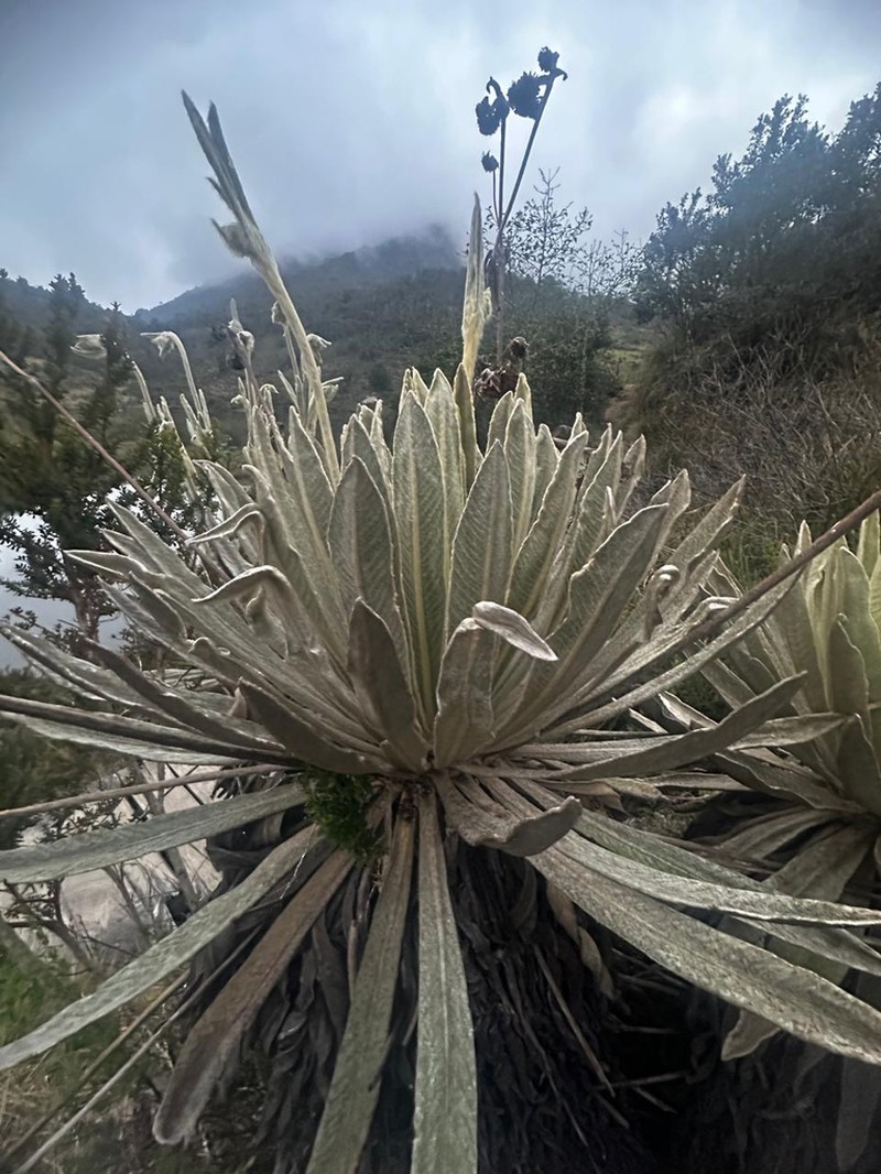 Espeletia brassicoidea