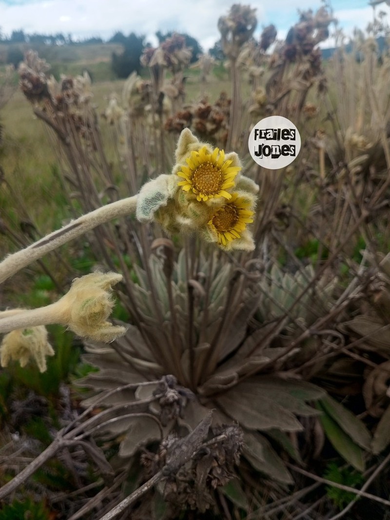 Espeletia brassicoidea photo 2