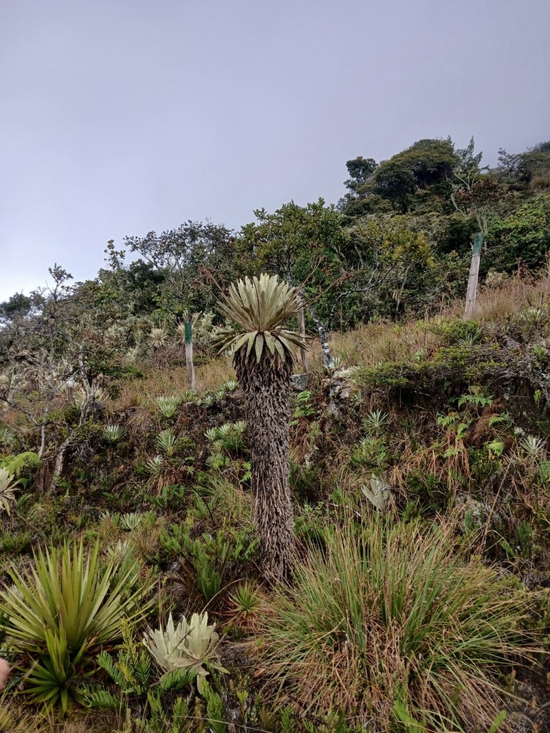Espeletia brassicoidea photo 3
