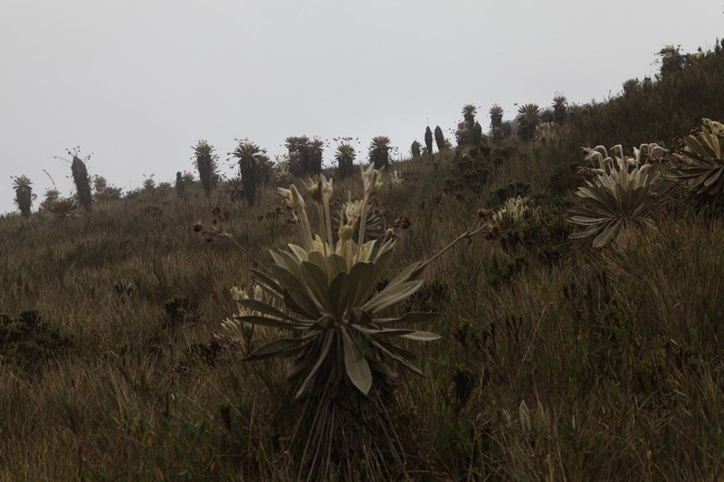 Espeletia brassicoidea photo 4