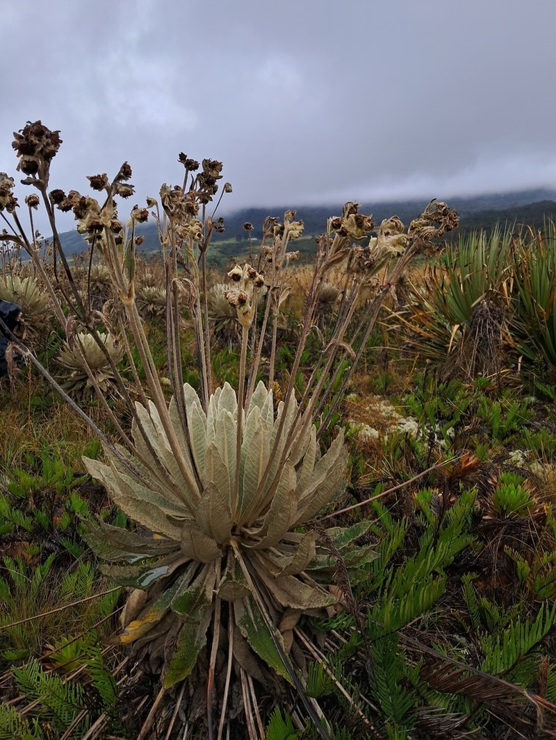 Espeletia brassicoidea photo 5