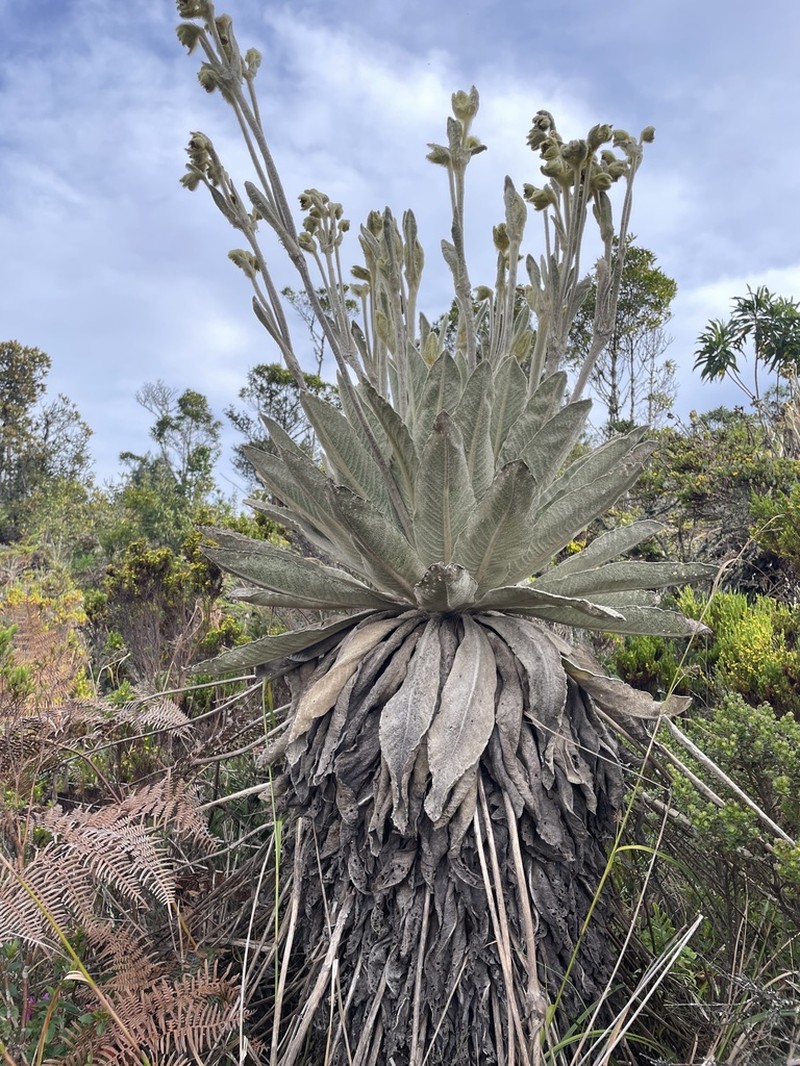 Espeletia brassicoidea photo 6
