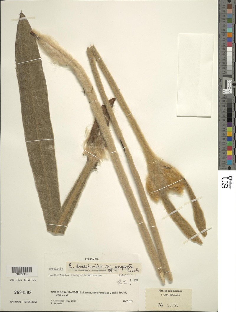 Espeletia brassicoidea subsp. angusta