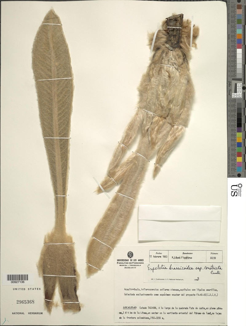 Espeletia brassicoidea subsp. constricta