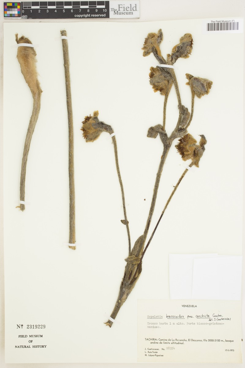 Espeletia brassicoidea subsp. constricta photo 2