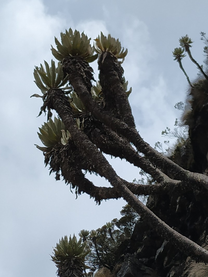 Espeletia cachaluensis photo 2