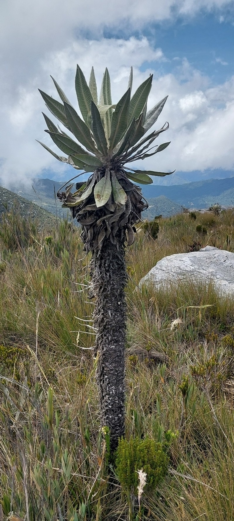 Espeletia cachaluensis photo 3