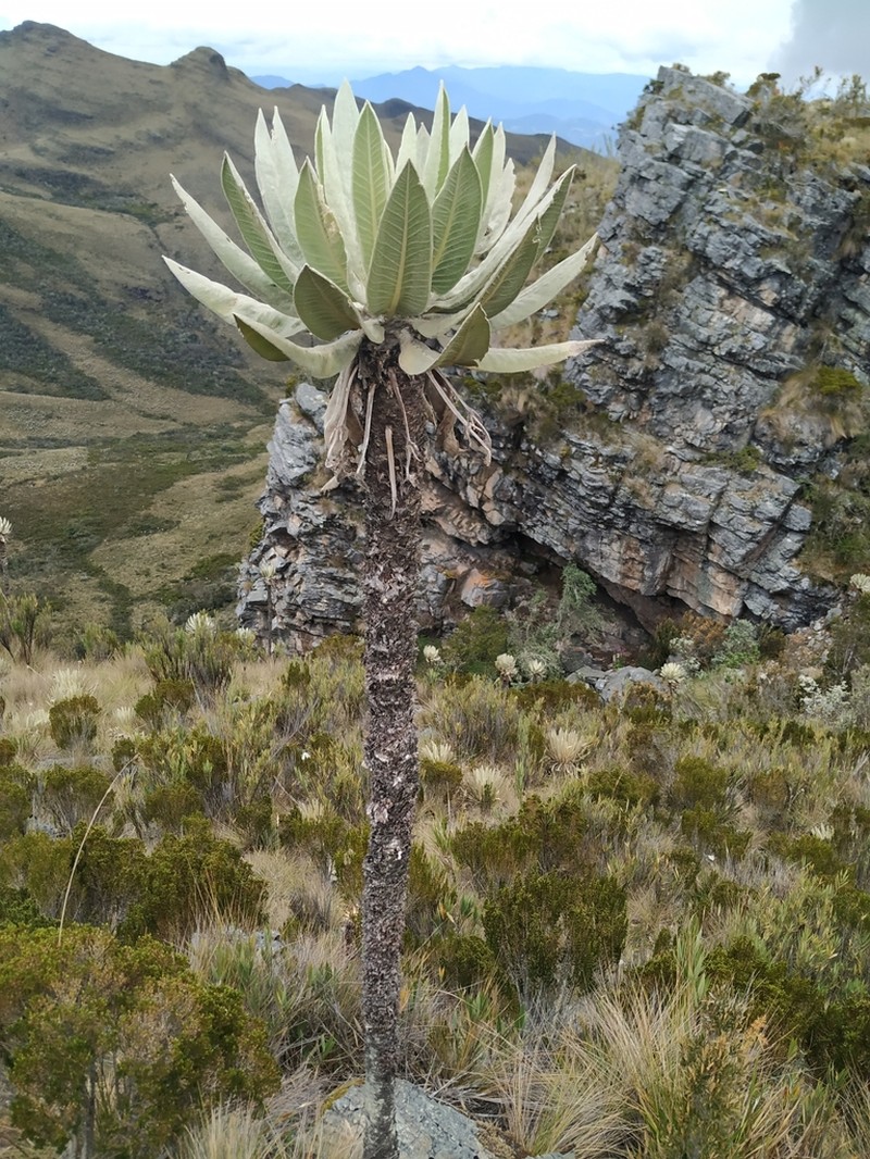 Espeletia cachaluensis photo 4