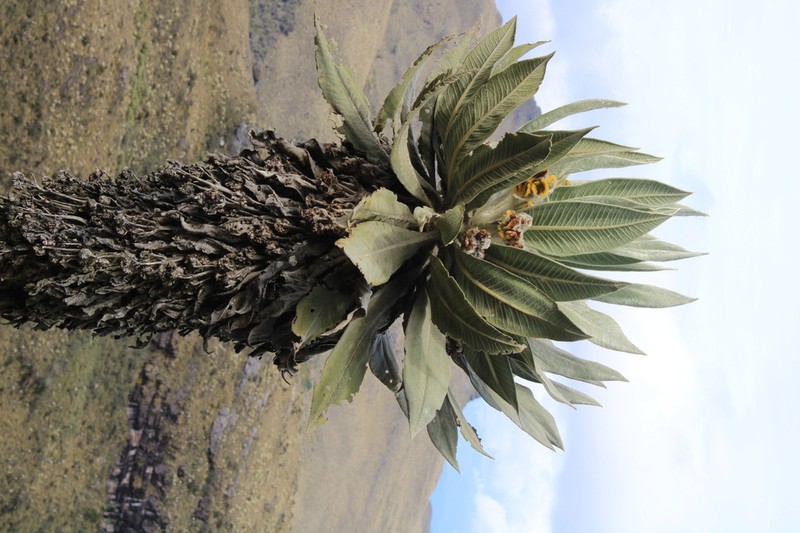 Espeletia cachaluensis photo 7